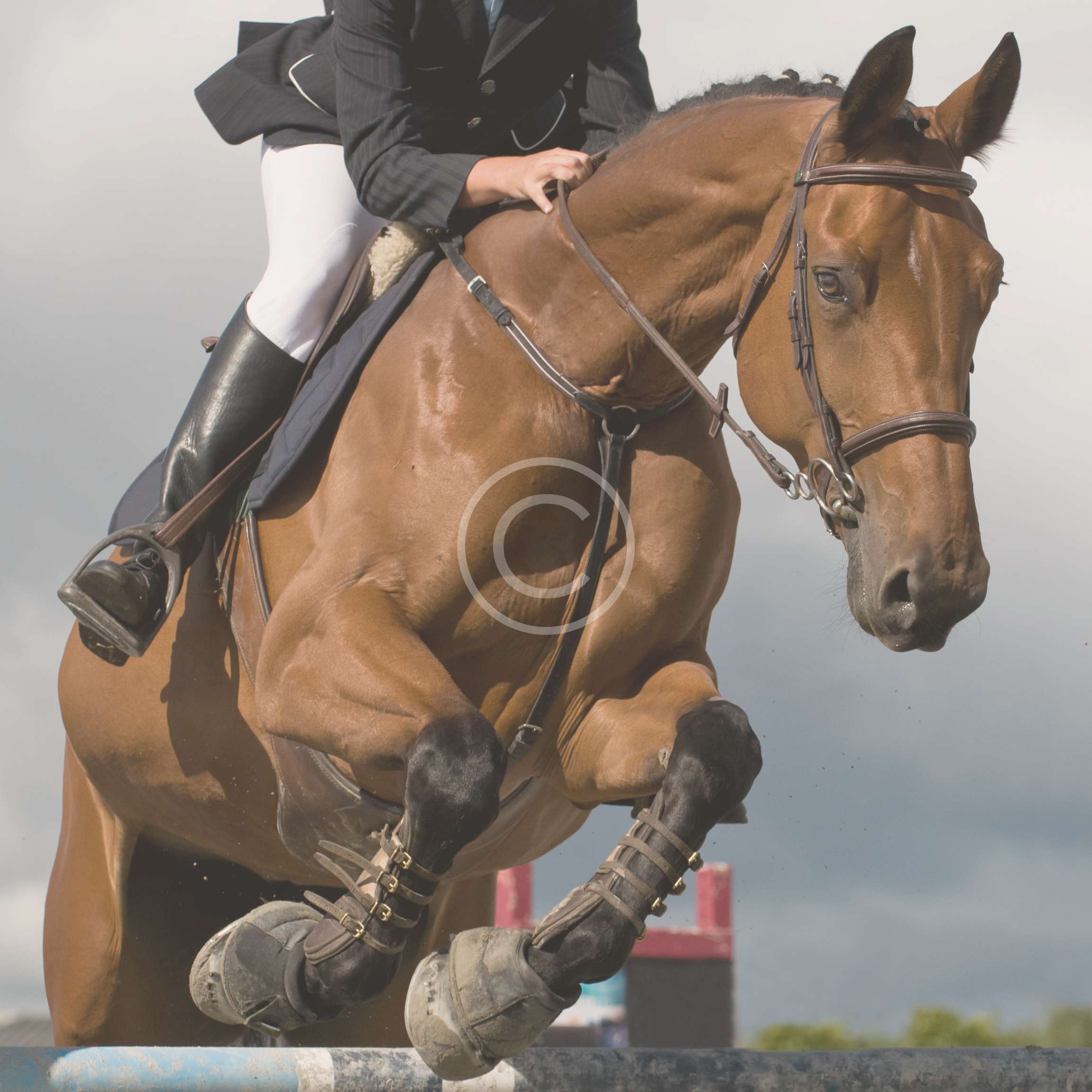 Training Routines for Dressage Horses Hengststation Hoffrogge